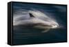 Long-Beaked Common Dolphins-null-Framed Stretched Canvas