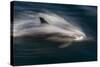 Long-Beaked Common Dolphins-null-Stretched Canvas