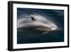 Long-Beaked Common Dolphins-null-Framed Photographic Print