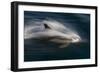 Long-Beaked Common Dolphins-null-Framed Photographic Print