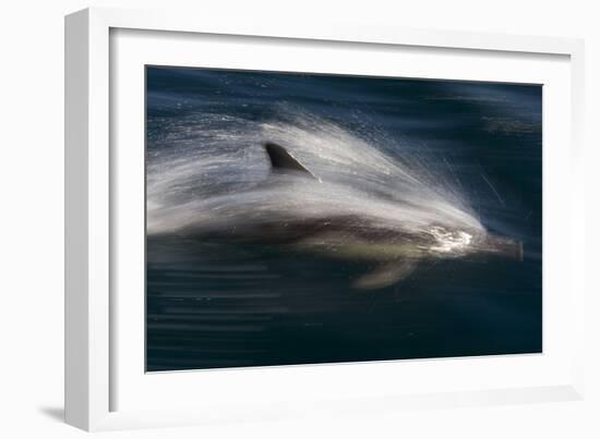 Long-Beaked Common Dolphins-null-Framed Photographic Print