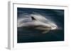 Long-Beaked Common Dolphins-null-Framed Photographic Print