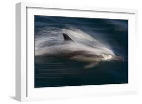 Long-Beaked Common Dolphins-null-Framed Photographic Print