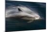 Long-Beaked Common Dolphins-null-Mounted Photographic Print