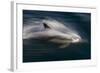 Long-Beaked Common Dolphins-null-Framed Photographic Print