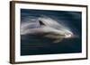 Long-Beaked Common Dolphins-null-Framed Photographic Print
