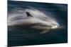 Long-Beaked Common Dolphins-null-Mounted Photographic Print