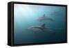 Long-Beaked Dolphin (Delphinus Capensis)-Reinhard Dirscherl-Framed Stretched Canvas