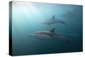 Long-Beaked Dolphin (Delphinus Capensis)-Reinhard Dirscherl-Stretched Canvas