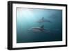 Long-Beaked Dolphin (Delphinus Capensis)-Reinhard Dirscherl-Framed Photographic Print
