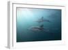 Long-Beaked Dolphin (Delphinus Capensis)-Reinhard Dirscherl-Framed Photographic Print