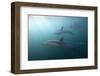 Long-Beaked Dolphin (Delphinus Capensis)-Reinhard Dirscherl-Framed Photographic Print