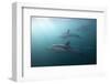 Long-Beaked Dolphin (Delphinus Capensis)-Reinhard Dirscherl-Framed Photographic Print