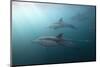 Long-Beaked Dolphin (Delphinus Capensis)-Reinhard Dirscherl-Mounted Photographic Print