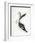 Long Billed Bird-Stellar Design Studio-Framed Art Print