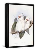 Long-Billed Cockatoo-John Gould-Framed Stretched Canvas
