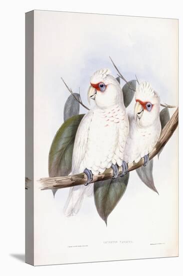 Long-Billed Cockatoo-John Gould-Stretched Canvas