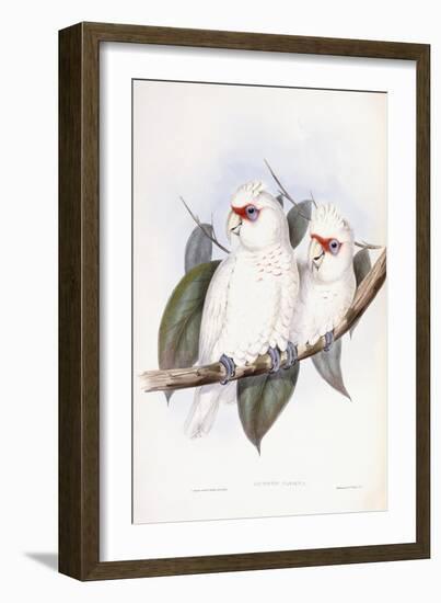 Long-Billed Cockatoo-John Gould-Framed Giclee Print