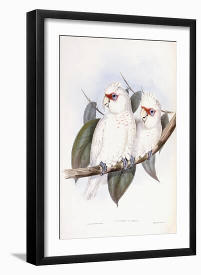 Long-Billed Cockatoo-John Gould-Framed Giclee Print