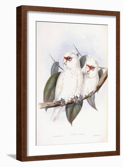 Long-Billed Cockatoo-John Gould-Framed Giclee Print