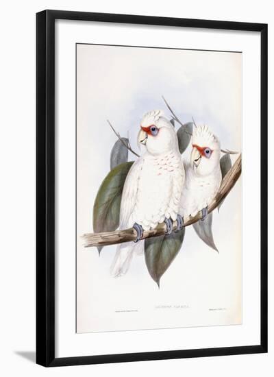 Long-Billed Cockatoo-John Gould-Framed Giclee Print