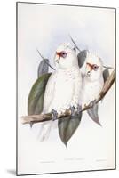 Long-Billed Cockatoo-John Gould-Mounted Giclee Print