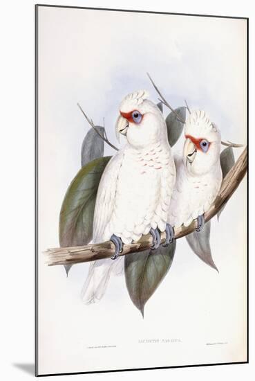 Long-Billed Cockatoo-John Gould-Mounted Giclee Print