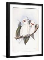 Long-Billed Cockatoo-John Gould-Framed Premium Giclee Print