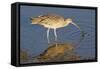 Long-Billed Curlew Catchs a Clam-Hal Beral-Framed Stretched Canvas