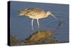 Long-Billed Curlew Catchs a Clam-Hal Beral-Stretched Canvas