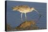 Long-Billed Curlew Catchs a Clam-Hal Beral-Stretched Canvas