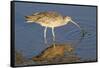 Long-Billed Curlew Catchs a Clam-Hal Beral-Framed Stretched Canvas