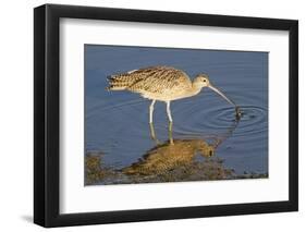 Long-Billed Curlew Catchs a Clam-Hal Beral-Framed Premium Photographic Print