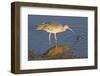 Long-Billed Curlew Catchs a Clam-Hal Beral-Framed Photographic Print
