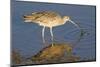 Long-Billed Curlew Catchs a Clam-Hal Beral-Mounted Photographic Print