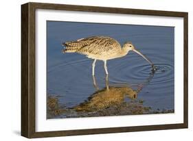 Long-Billed Curlew Catchs a Clam-Hal Beral-Framed Photographic Print