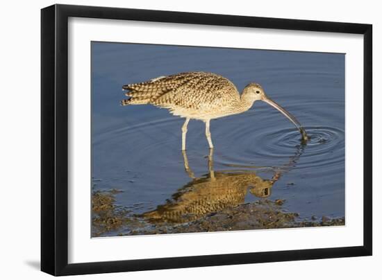 Long-Billed Curlew Catchs a Clam-Hal Beral-Framed Photographic Print