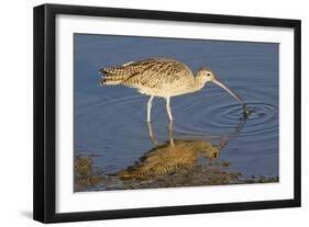 Long-Billed Curlew Catchs a Clam-Hal Beral-Framed Photographic Print