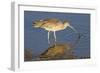 Long-Billed Curlew Catchs a Clam-Hal Beral-Framed Photographic Print