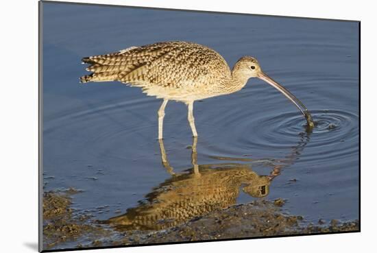 Long-Billed Curlew Catchs a Clam-Hal Beral-Mounted Photographic Print