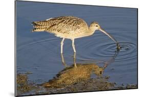 Long-Billed Curlew Catchs a Clam-Hal Beral-Mounted Photographic Print