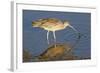 Long-Billed Curlew Catchs a Clam-Hal Beral-Framed Photographic Print
