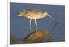 Long-Billed Curlew Catchs a Clam-Hal Beral-Framed Photographic Print