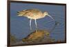 Long-Billed Curlew Catchs a Clam-Hal Beral-Framed Photographic Print