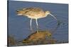 Long-Billed Curlew Catchs a Clam-Hal Beral-Stretched Canvas