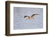Long-Billed Curlew Flying-Hal Beral-Framed Photographic Print