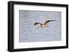 Long-Billed Curlew Flying-Hal Beral-Framed Photographic Print