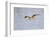 Long-Billed Curlew Flying-Hal Beral-Framed Photographic Print