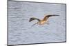 Long-Billed Curlew Flying-Hal Beral-Mounted Photographic Print