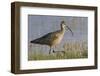 Long-billed curlew foraging-Ken Archer-Framed Photographic Print